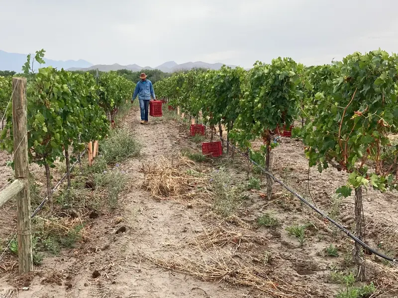 View of Viñedos Don Remigio