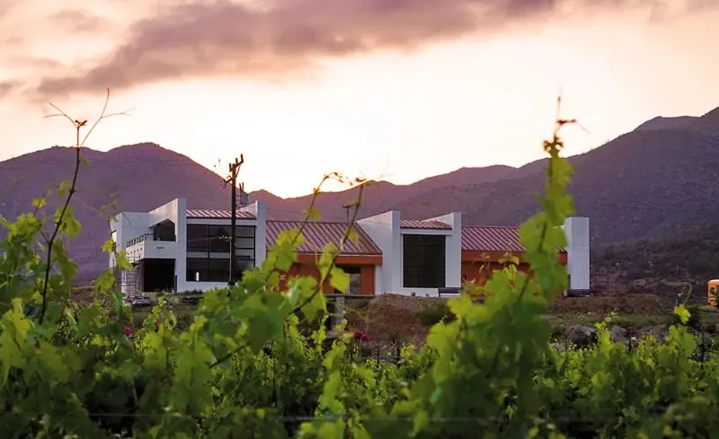 Viñedos Aldo César Palafox: bodega entre el viñedo al atardecer