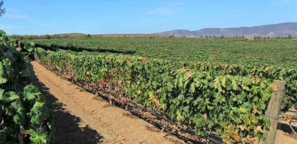 Bodegas Cieli: viñedo con montañas al fondo