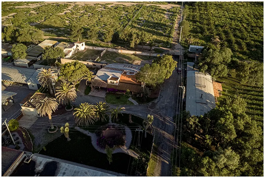 Viña Cordelia: vista aérea de la finca y sus palmeras