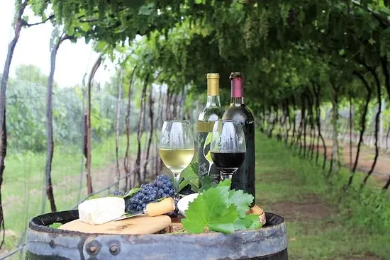 Viña Tx: copas y queso sobre barrica en el viñedo
