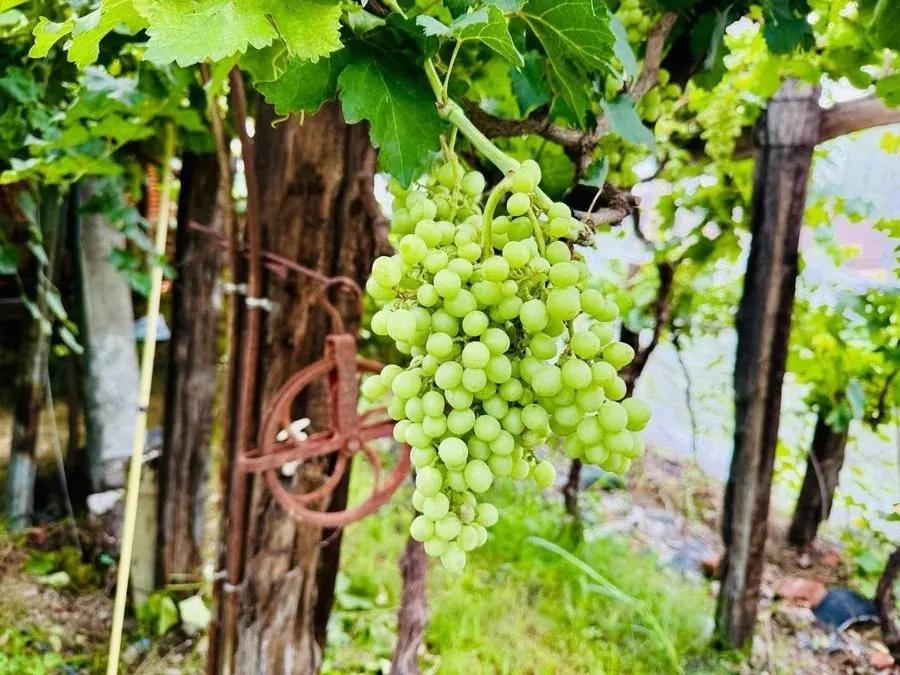 Viñedo Las Maravillas: racimo en parra