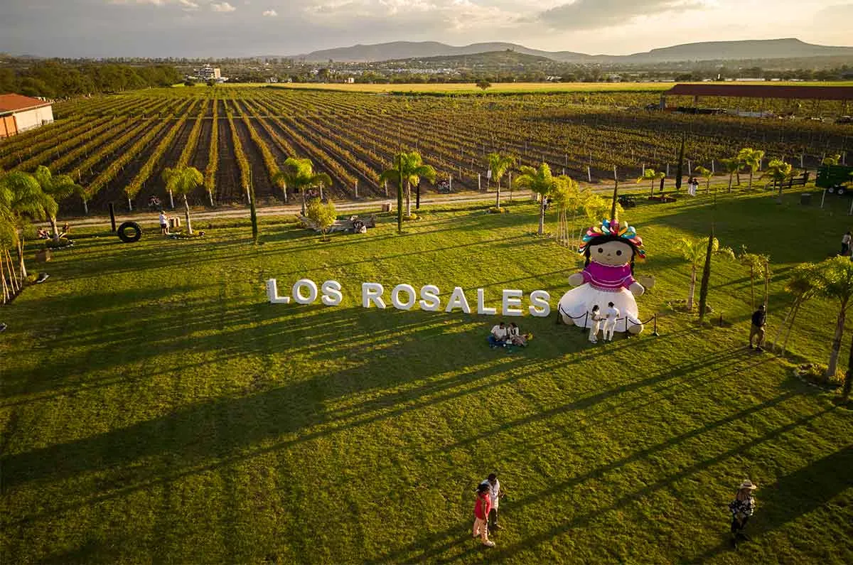 Viñedos Los Rosales: vista aérea del viñedo y las letras