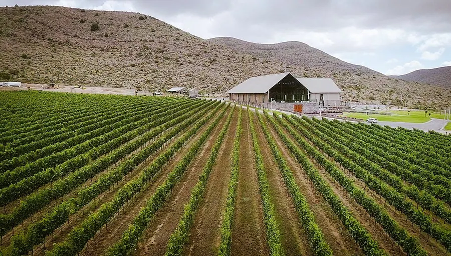 Viñedos Don Leo: bodega al pie del cerro, viñedo de altura