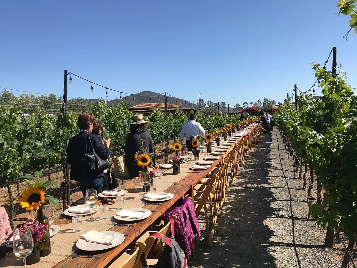 Vinos Lechuza: mesa de campo entre las hileras