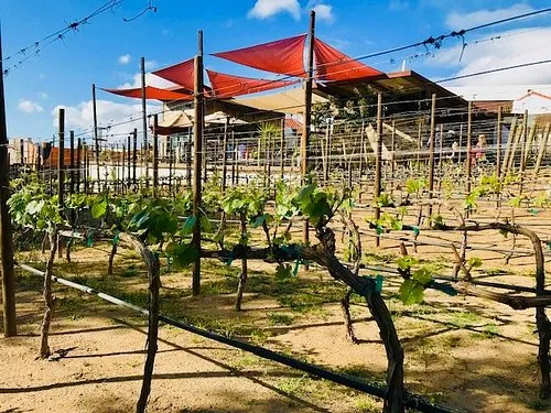 Vinos LT: terraza con velas de sombra entre las vides