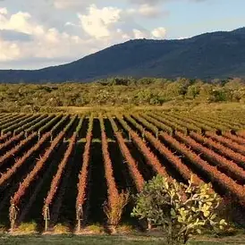 Hileras de vid de hojas rojizas al pie de la sierra, en Tierra de Luz