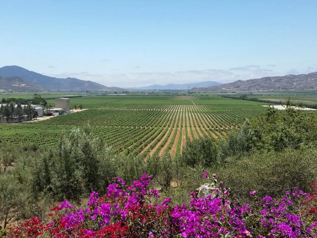 Vista de L.A. Cetto Boutique Valle de Guadalupe