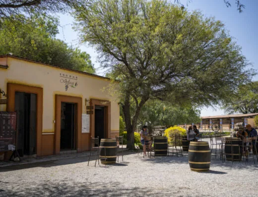 Vista de Viñedos Azteca