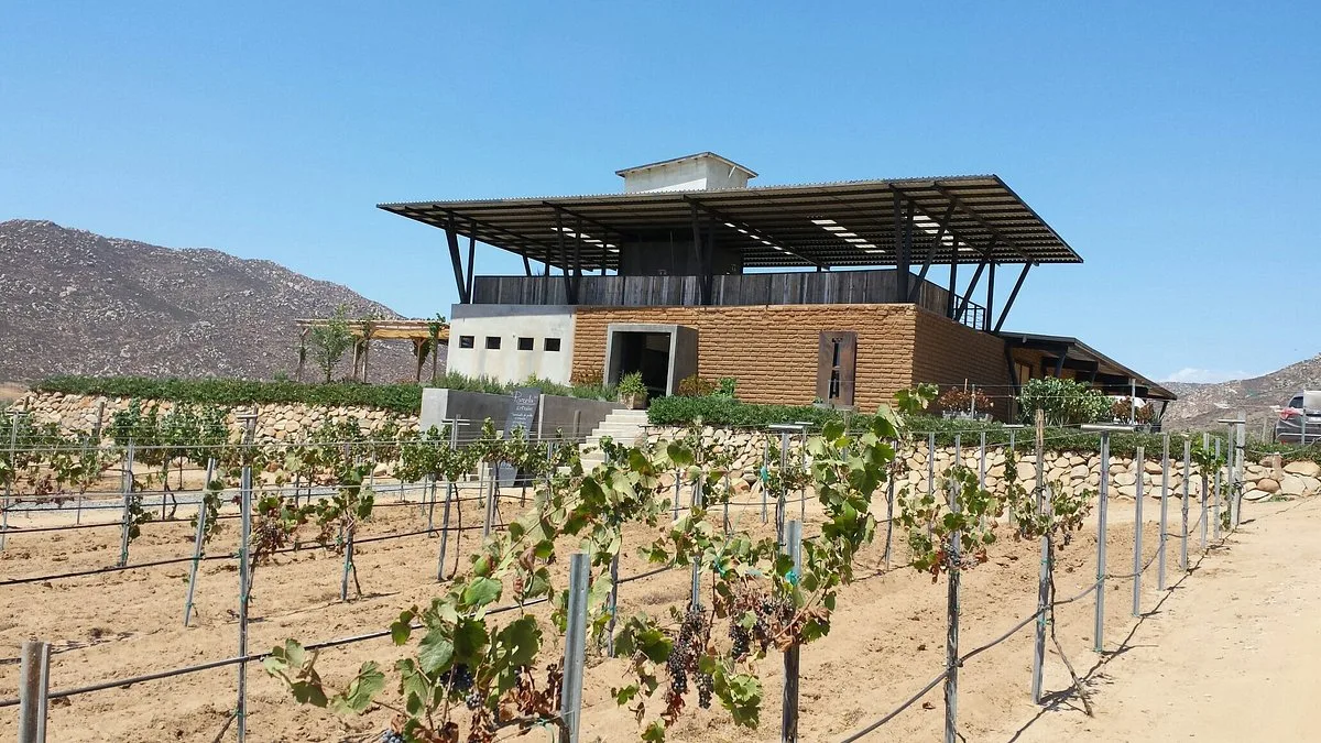 Racimos de uva tinta madura en primer plano, entre hileras de vid sobre suelo arenoso; detrás, una bodega de muros color arena bajo un gran techo metálico, al pie de cerros pedregosos y bajo un cielo despejado, en Vinícola Torres Alegre y Familia, en el Valle de Guadalupe.