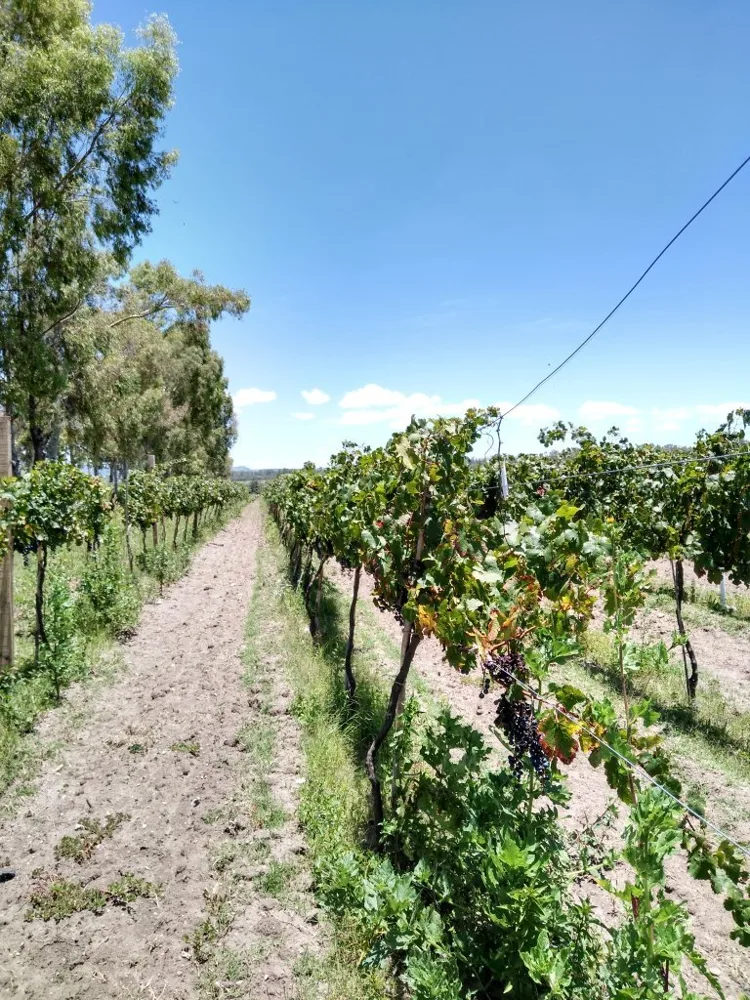 Vista de Vinícola Toyan