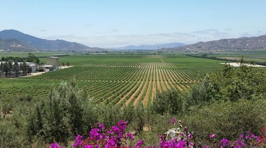 Itinerario Valle de Guadalupe en 4 días, un viaje enológico y gastronómico.