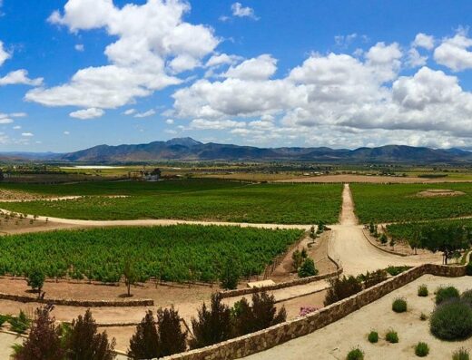 The Wine Route