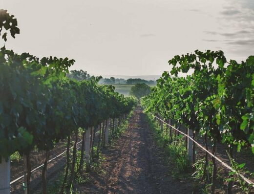 Vinícola Santa Elena